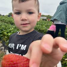 strawberries🍓 #littlehelpers❤️ @iron.gateberryfarm