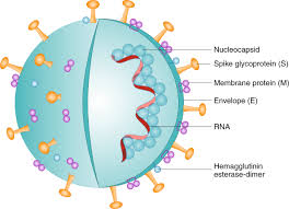 Animal cell structure labeled mastering biology. Immune Mediated Approaches Against Covid 19 Nature Nanotechnology
