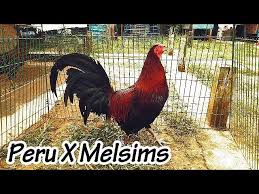 Check spelling or type a new query. Ayam Philipin Sabung Sabong Gallos On Twitter My Red Peru X Melsims Triple X Gamefarm Peruvian Melsims Gamefarm Gaybandung Gamefolws Gallosfinos Sabong Ayamsabung Detail Video Https T Co 7jndpkqvyi Https T Co Wkfp1fcvw1