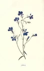 Thanks for following!here is a €5.00 discount off the website using code singernewz @singernewz is now…. Familiar Garden Flowers Biodiversity Heritage Library Botanical Illustration Vintage Botanical Drawings Flower Drawing