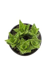 Image result for Hirtella zanzibarica