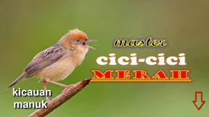 Vidio suara cici padi betina : Vidio Suara Cici Padi Betina Suara Cici Merah Gacor Sudah Teruji Di Depan Juri Youtube Suara Burung Cici Padi Buat Pikat Sangat Istimewa Sudah Terbukti Ampuh Buat Pikat Burung Kecil