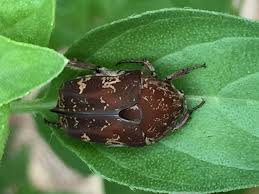 Kwai Muk – A Bellingen Diary