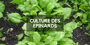 Bien semer et cultiver la mâche dans son potager. Semer Et Cultiver Les Epinards Toute L Annee