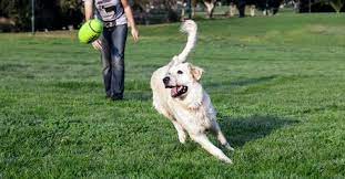 Doggy Psychology Why Your Dog Loves To Play Fetch Tug E Nuff Dog Gear