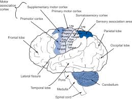 Although ample empirical evidence supports the role of the insula in affective processing of touch, here we argue that si might be more involved in affective processing. Betz Cell An Overview Sciencedirect Topics