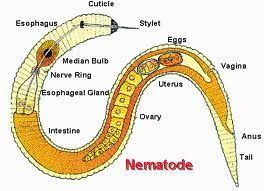 Phylum Nematoda Diagram Nematode Roundworm Parasitic Worms