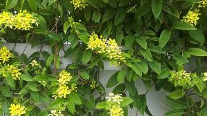 Image result for Tristellateia africana