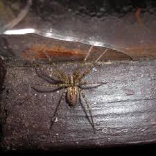 Image result for Vangueria ferruginea