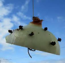 I want to fly away. How To Keep Flies Out Of The House Use An Onion