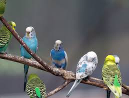 Birds Chirping In The Morning Mp3 Download Parakeet Sounds Listen To Parakeet Sounds