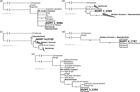 Check spelling or type a new query. Correction To Archaic Mitochondrial Dna Inserts In Modern Day Nuclear Genomes Bmc Genomics Full Text