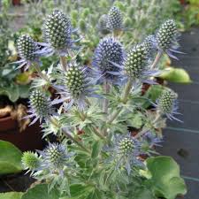 Image result for Eryngium `Blue Hobbit`