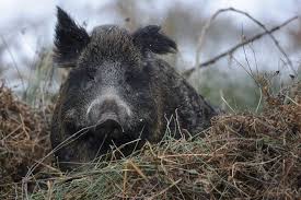 Asp Nachweis In Ungarn Landesjagdverband Wilde Jagd Bulgarien Ungarn