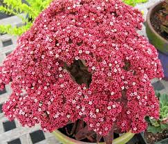 Image result for Crassula alba