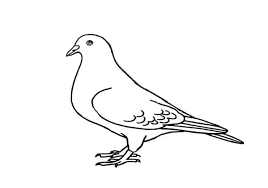 how to draw a pigeon step by step easy animals 2 draw how to draw a pigeon step by step