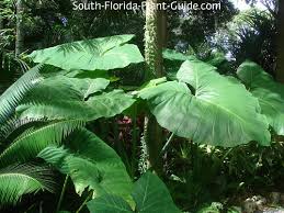 Breakthrough improvements in the major grain crops have increased world food production dramatically during the. Elephant Ears