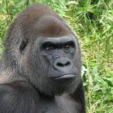「ゴリラ」の画像検索結果