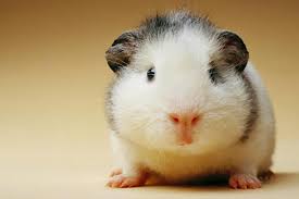 Guinea pigs are herbivores, which means they eat plants. Can Guinea Pigs Eat Nuts