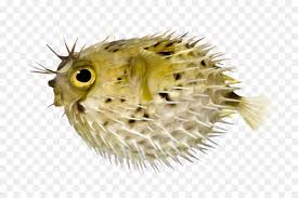 It should not to be mistaken. Pufferfish Fugu Long Spine Porcupinefish Lionhead Spot Fin Porcupinefish Fish Nohat Free For Designer