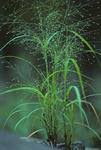 Image result for Eriochloa fatmensis