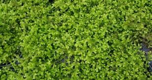 Image result for Gnidia kraussiana