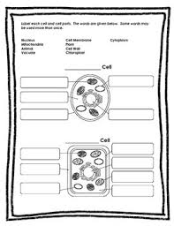 Carries genetic information and controls what happens inside the cell. Plant Animal Cell Test By Heartfelt Teachings Tpt