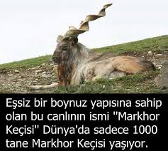 Nese Nin Gozdeleri Biliyor Muydunuz Hayvan Bilimi Gercekler