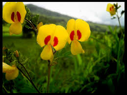 Image result for Smithia