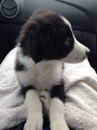 Kobe My Border Collie Puppy Border Collie Puppies Dog Person Puppies