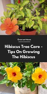 Tropical Hibiscus Buying Growing Guide Trees Com Hibiscus Tree Care Hibiscus Tree Growing Hibiscus