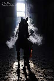 Indoor By Karolina Wapinska 500px Horses Beautiful Horses Horse Photos