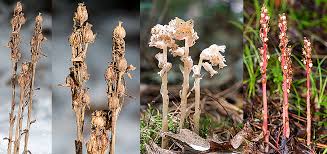 Image result for Monotropa  hypopitys