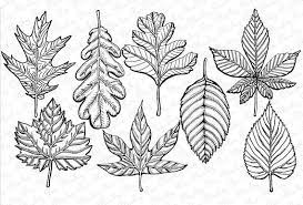 Fall Leaves Clipart Instant Download Lithographic Etched Etsy Leaf Clipart Drawings Leaf Outline