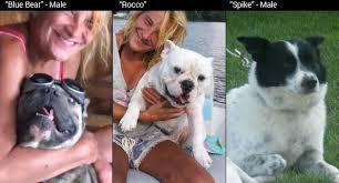 Below are pictures of shorty bull puppies from sporty shorty bull kennels uk that are available.please do not hesitate to contact us if you are interested in any of the below. Chicago Woman Found Mauled By Her Own Dogs And It Wasn T A French Bulldog Pet Rescue Report