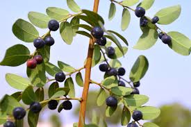 Image result for Phyllanthus reticulatus