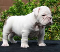 English bulldog rescue is a website for english bulldog adoptions. Miniature English Bulldog Info Temperament Puppies Pictures