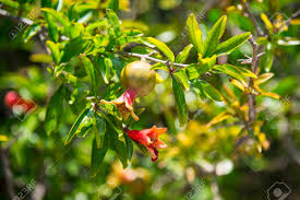 Pomegranate tree flowers no fruit. Flowers And Fruit On A Pomegranate Tree Spain Stock Photo Picture And Royalty Free Image Image 98491465