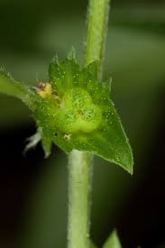 Image result for Acalypha polymorpha