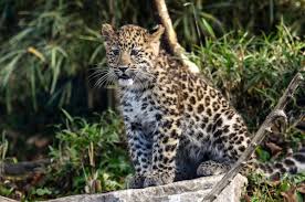 Amur Leopard Photos The World S Most Endangered Species Amur Leopard Rare Cats Animals