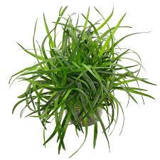 Image result for Eriocaulon