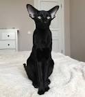 Oriental Shorthair Kittens For Sale