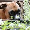 Daffodil bulbs are particularly harmful for your pooch, and can cause symptoms such as nausea, vomiting, diarrhea, and skin irritation. 1