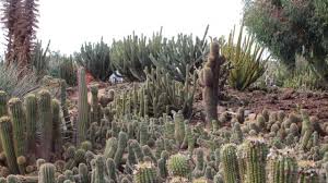 Order plant online with myflowertree and give. Australia S Largest Cactus Garden Cactus Country Youtube