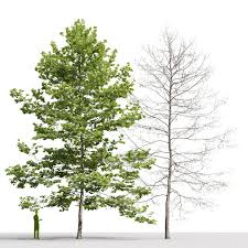A közönséges platán vagy juharlevelű platán (platanus × hispanica vagy platanus × acerifolia) a próteavirágúak (proteales) rendjébe, ezen belül a platánfélék (platanaceae) családjába tartozó keleti platán (platanus orientalis) és nyugati platán (platanus occidentialis) mesterséges hibridje. Platan 6 3d Model Download 3d Model Platan 6 140659 3dbaza Com