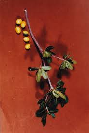 Image result for Manilkara