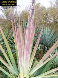 Image result for Agave sisalana