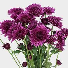 New products on sale weekly and great budget friendly prices. Cushion Pompon Purple Flowers Wholesale Blooms By The Box