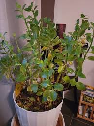 Image result for Kalanchoe crenata