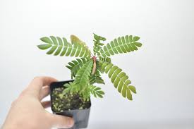 Image result for Biophytum richardsiae